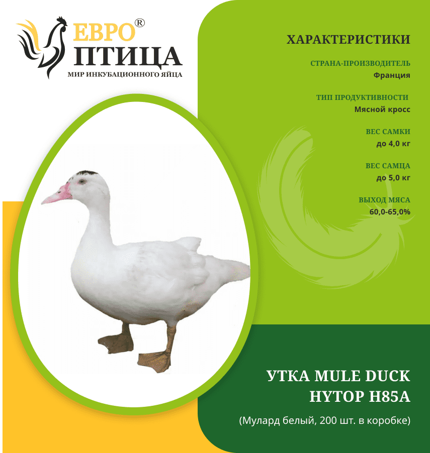 Мулард белый (Mule duck HYTOP H85A) Франция