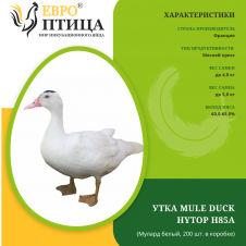 Мулард белый (Mule duck HYTOP H85A) Франция